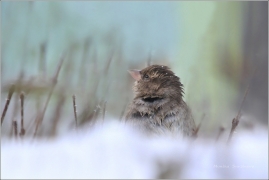 <p>VRABEC DOMÁCÍ (Passer domesticus)</p>